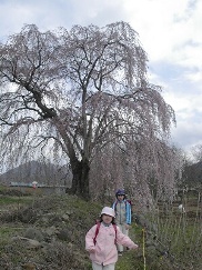 高山村役場上枝垂れ桜小学生２人と