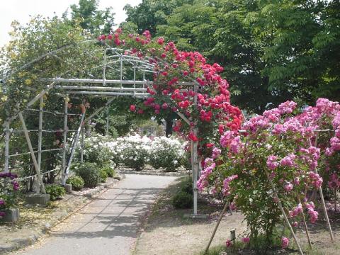 一本木公園薔薇ポーチ紅い薔薇.jpg