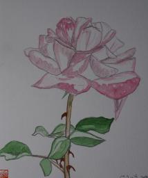 ピンク薔薇水彩画２００８.jpg