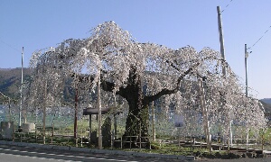 二つ石の枝垂れ桜