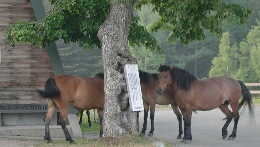 山田牧場馬