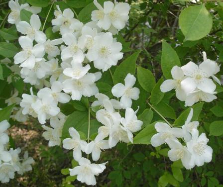 卯の花　ウツギ