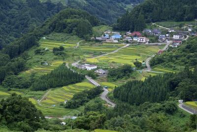 芋井棚田アップ２００８８月２５日.jpg