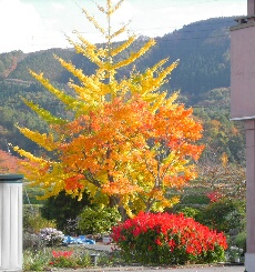 木島平銀杏紅葉