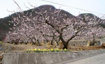 杏と水仙松代東条２００８.jpg