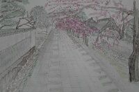 普願寺参道　満開水彩画