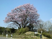 坂中峠大山桜