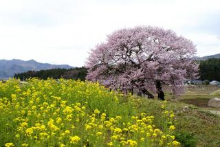 黒部エドヒガンと菜の花