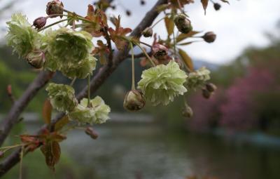 園里黄桜