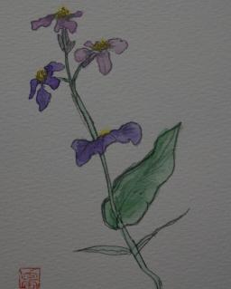 紫菜花水彩画