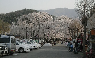 臥龍公園桜２００５年４月駐車場から