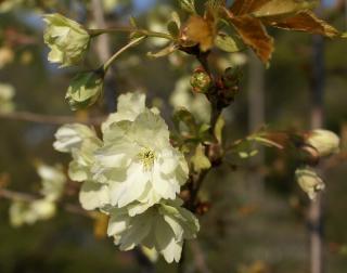 ウコン桜