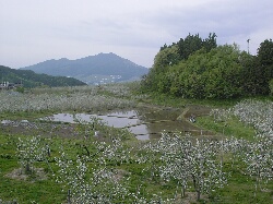 高社山と田んぼ寒沢山之内.jpg