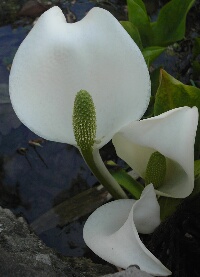 水芭蕉岩松院