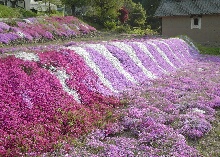 柴桜松代