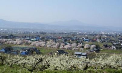 鮎川八町桜並木と梨の衣花遠方から２００８.jpg