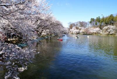 臥龍公園ボートと桜弁天橋からGOOD.jpg