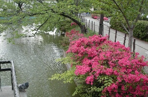 臥龍公園つつじ