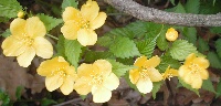 山吹