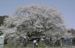 神代桜