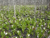 牟礼水芭蕉群