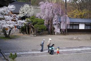 普願寺境内桜と家族