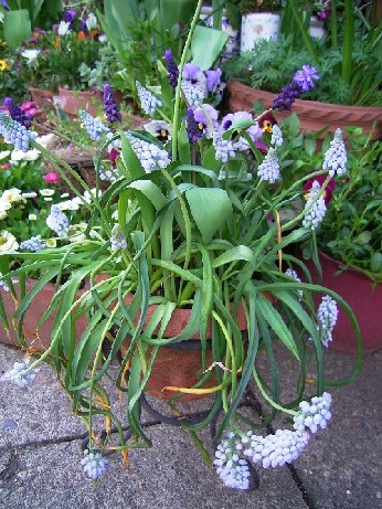 ムスカリの寄せ植え♪