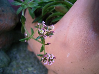 クーペリーの花