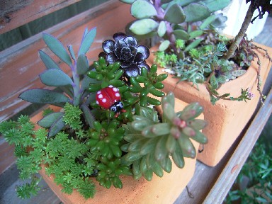 多肉とセダムの寄せ植え♪