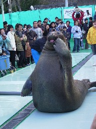 あっかんべ～アザラシ！