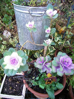 葉牡丹とパンジーの寄せ植え