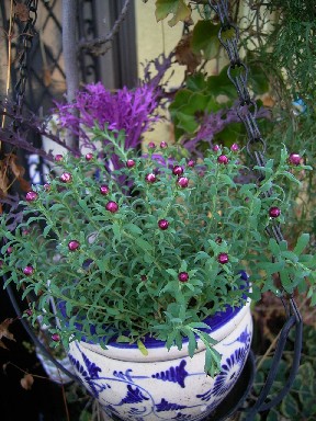 葉牡丹とハナカンザシの寄せ植え