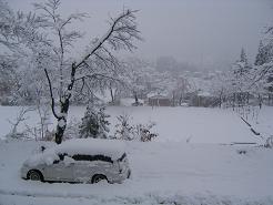 昨晩から降っただけだけの雪。