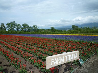 20090724北海道旅行1日目-ファーム富田