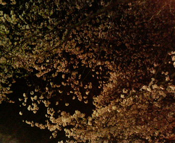 060331夜桜１
