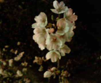 060331夜桜２