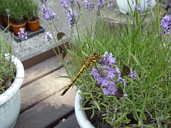 20090724北海道旅行1日目-ファーム富田
