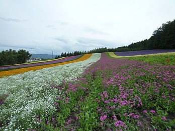 20090724北海道旅行1日目-ファーム富田
