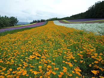 20090724北海道旅行1日目-ファーム富田