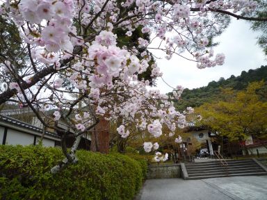 20100409-10京都・奈良　桜旅行