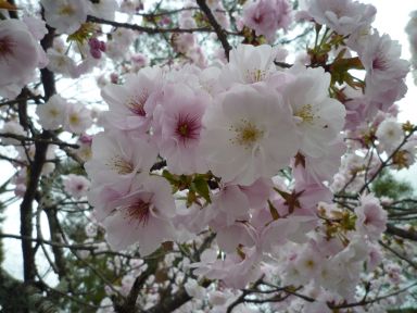 20100409-10京都・奈良　桜旅行