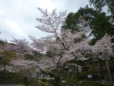 20100409-10京都・奈良　桜旅行