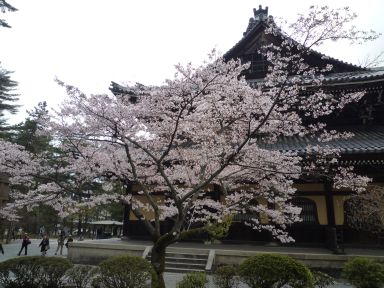 20100409-10京都・奈良　桜旅行