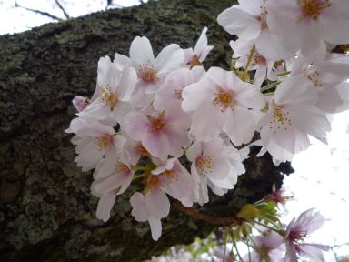 20100409-10京都・奈良　桜旅行