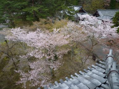 20100409-10京都・奈良　桜旅行