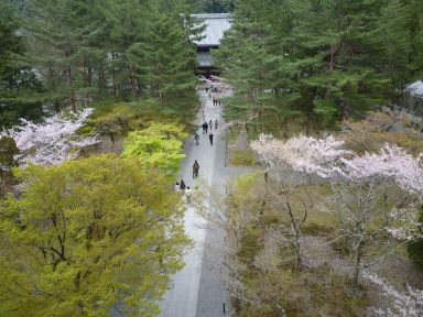 20100409-10京都・奈良　桜旅行