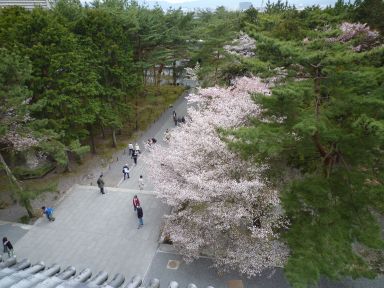 20100409-10京都・奈良　桜旅行