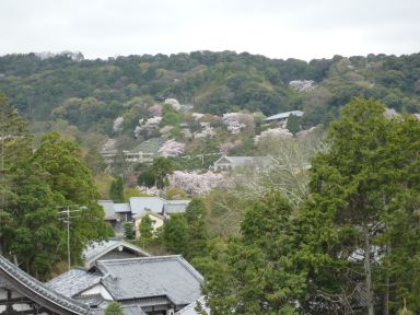 20100409-10京都・奈良　桜旅行