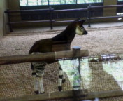 061001オカピ赤ちゃん