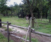 061001オカピお尻